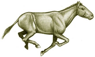 horse